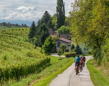 Cycling through vineyards